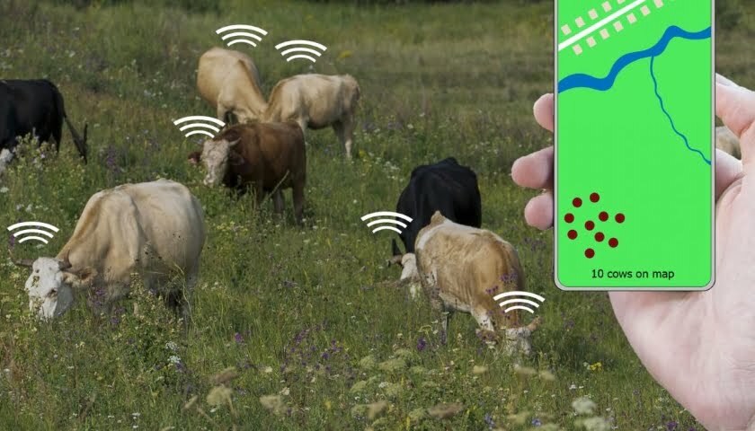 iot cows