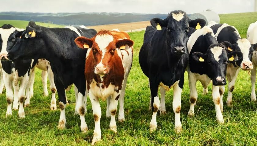 IoT Hungary cows IOTNN