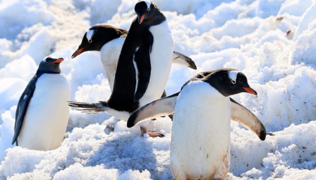 Penguin tracking in Antarctica
